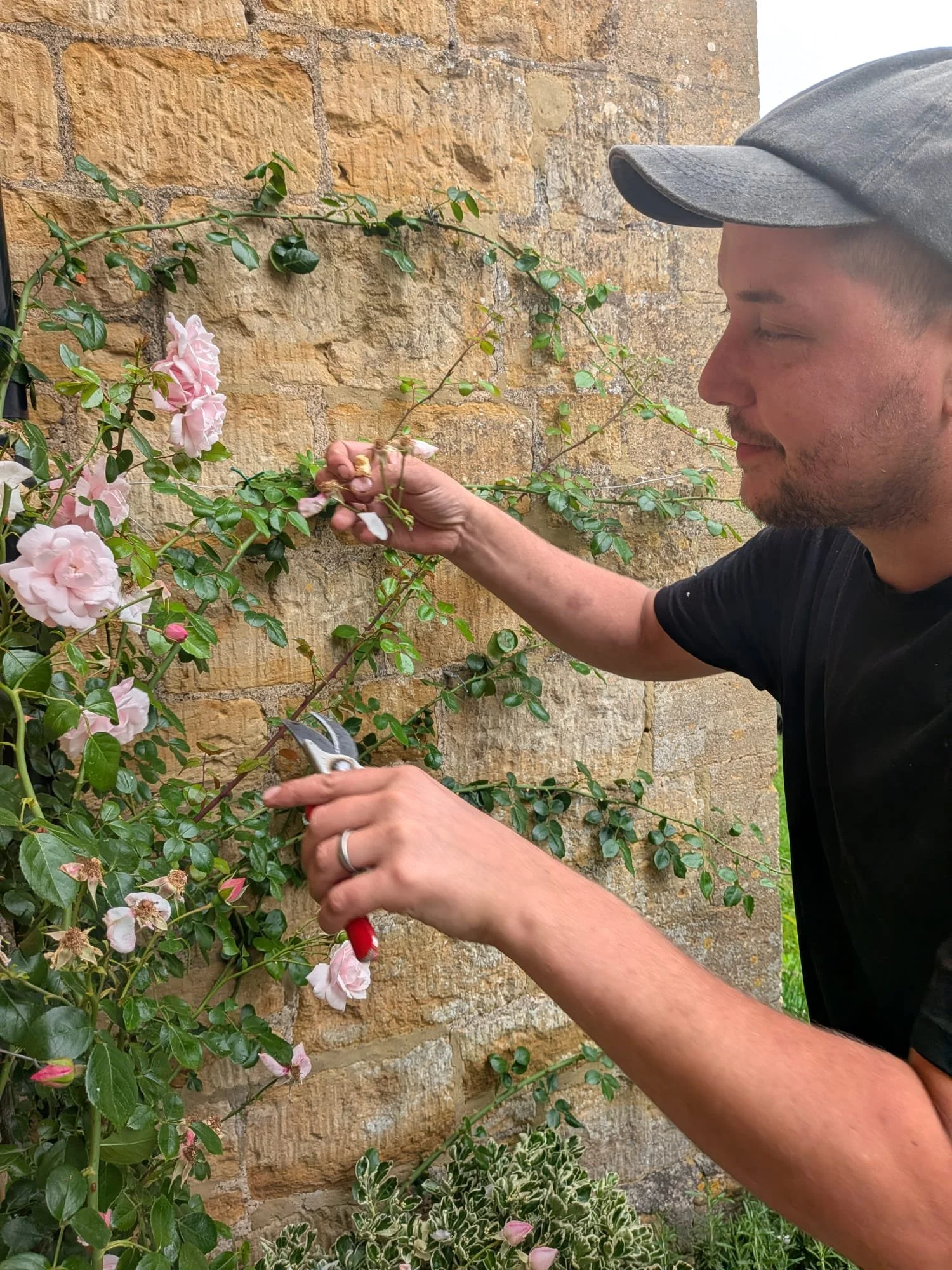 A man wearing a gray cap and black shirt pruning a pink rose bush against a stone wall using pruning shears.