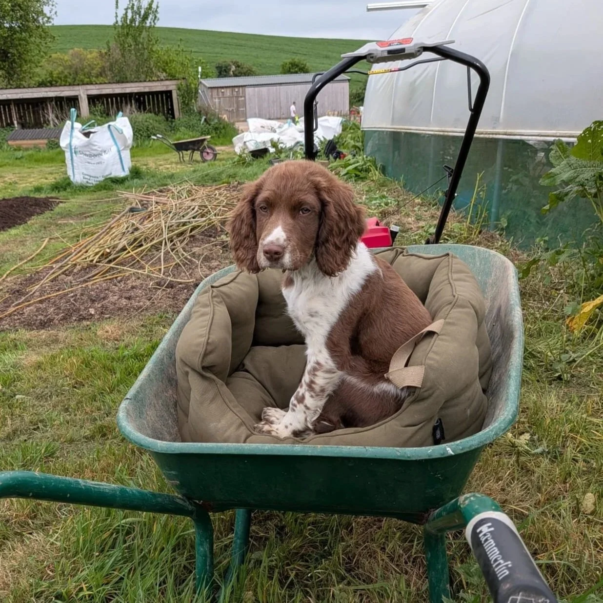 A brown and white puppy sitting inside a green wheelbarrow with a cushion inside, in a garden yard.