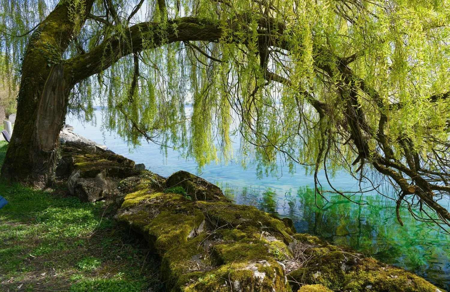 Weeping willow tree by the water on the North Shore, symbolizing the peace achieve with working with a psychologist in North Vancouver