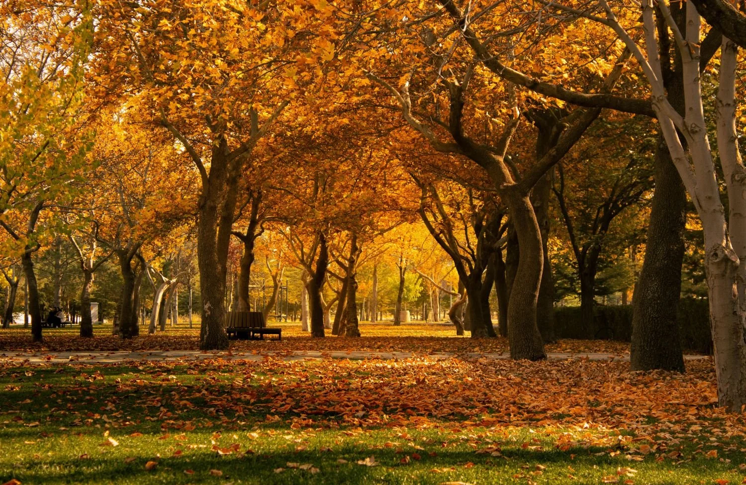 Fall trees in Stanley Park, symbolizing the peace achieve with working with a psychologist in North Vancouver
