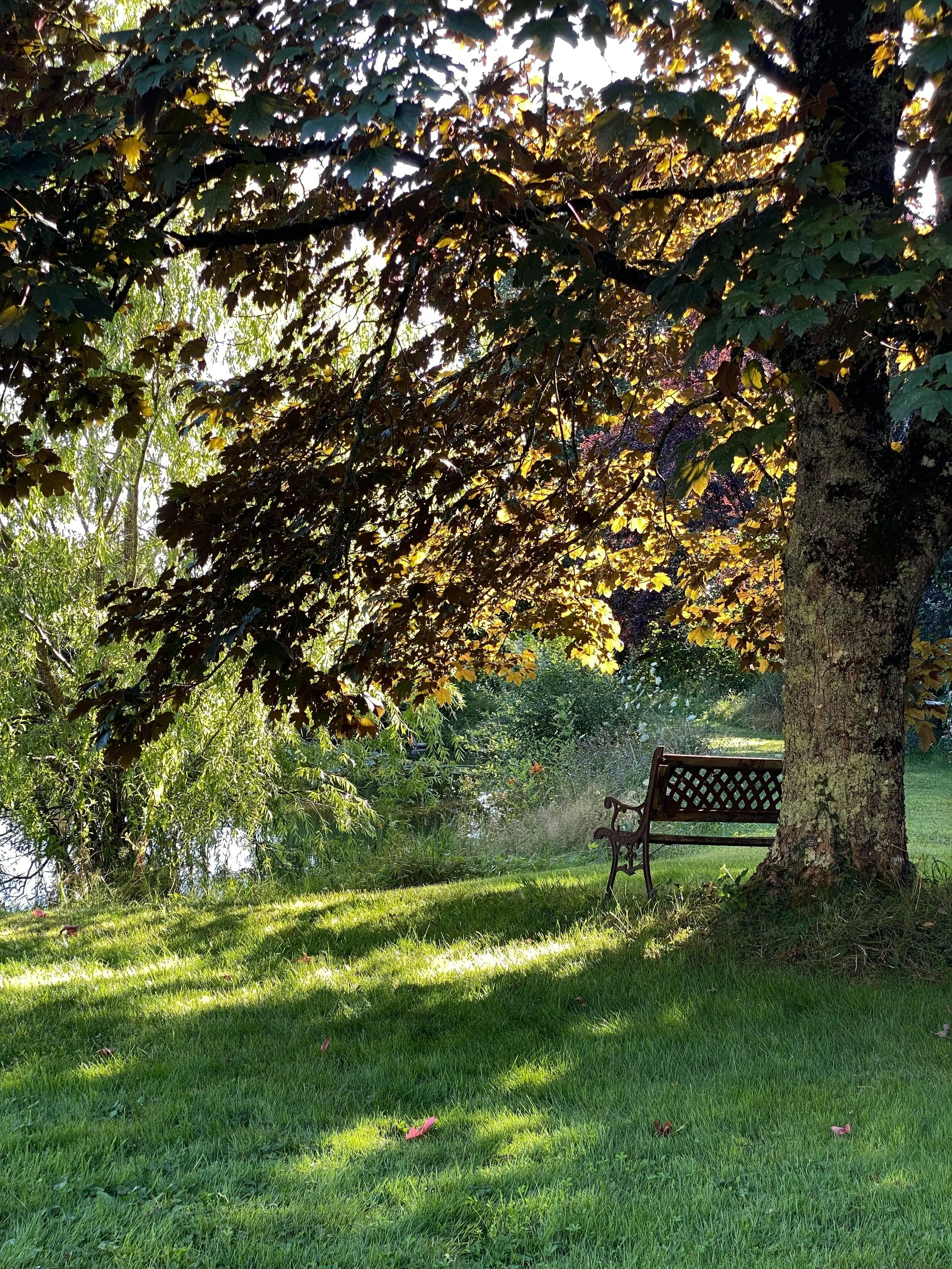 Park bench on the North Shore, North Vancouver BC