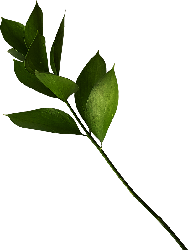 A sprig of fresh green leaves with water droplets on some leaves, isolated on a transparent background.