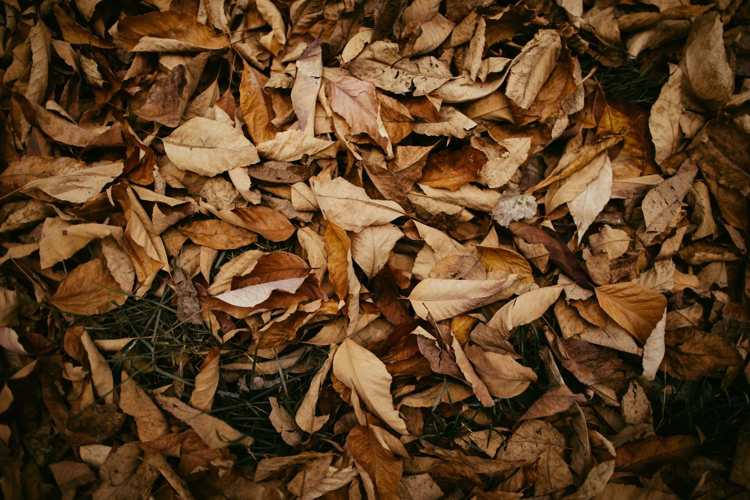 A ground covered with a dense layer of dry, fallen autumn leaves in shades of brown, tan, and yellow.