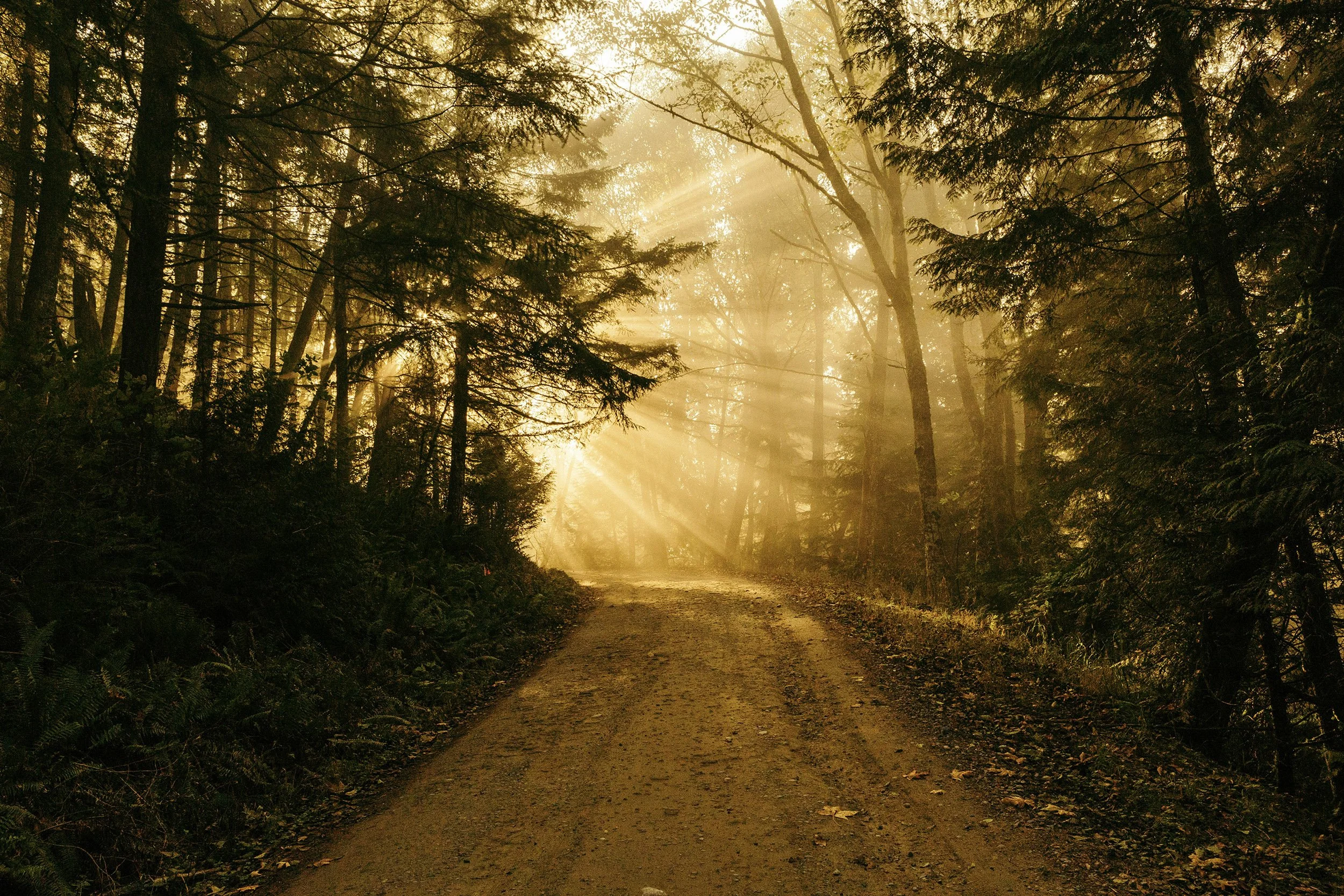 Sunlight filtering through trees illuminating a dirt forest trail with lush greenery on either side.
