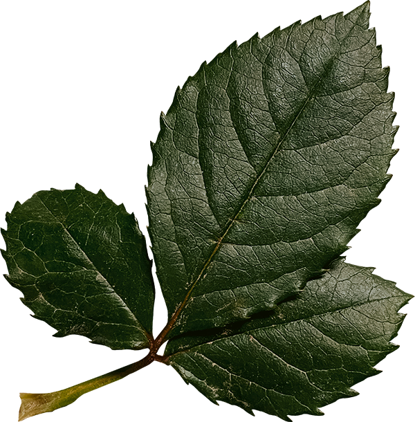 Close-up image of three dark green leaves with prominent veins.