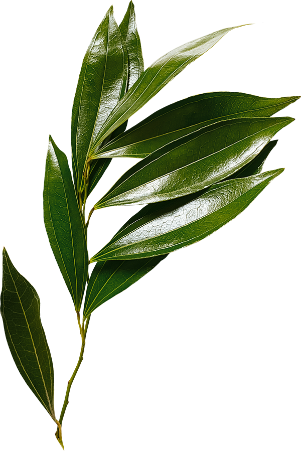 Close-up of a green leafy branch with shiny, elongated leaves.