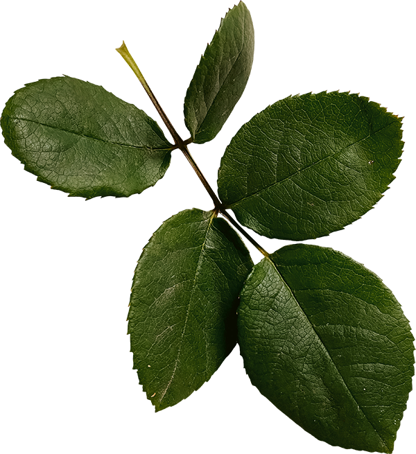 Four green rose leaves attached to a stem.
