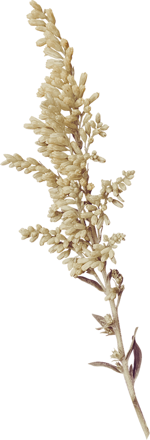 A dried, beige-colored plant with clustered seeds or flowers on a tall, thin stem.