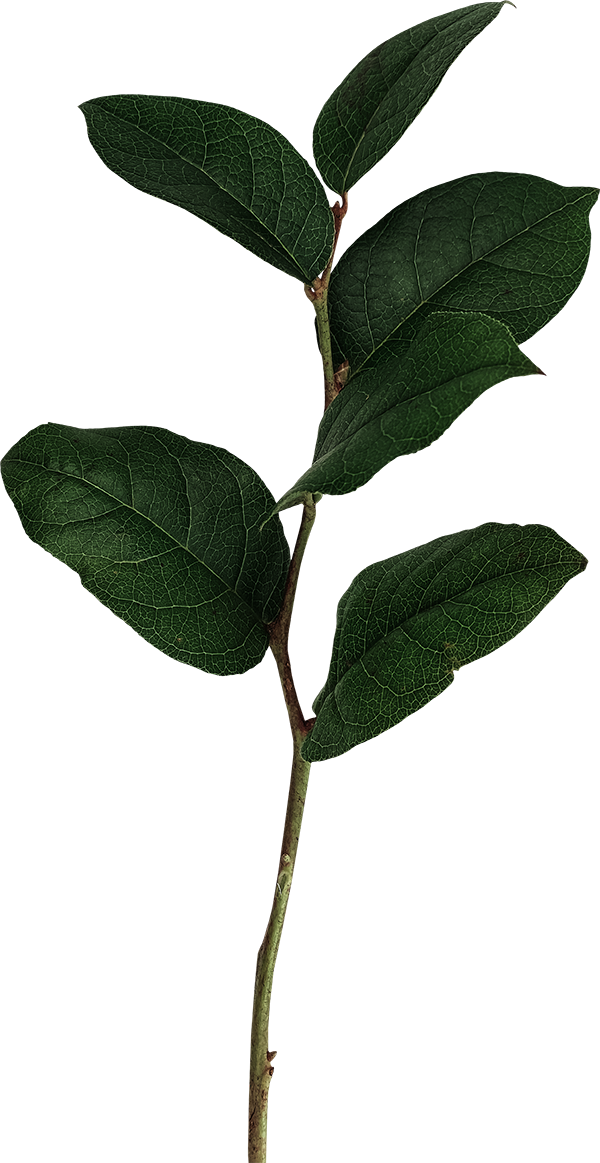 A close-up of a green plant stem with dark green, textured leaves.