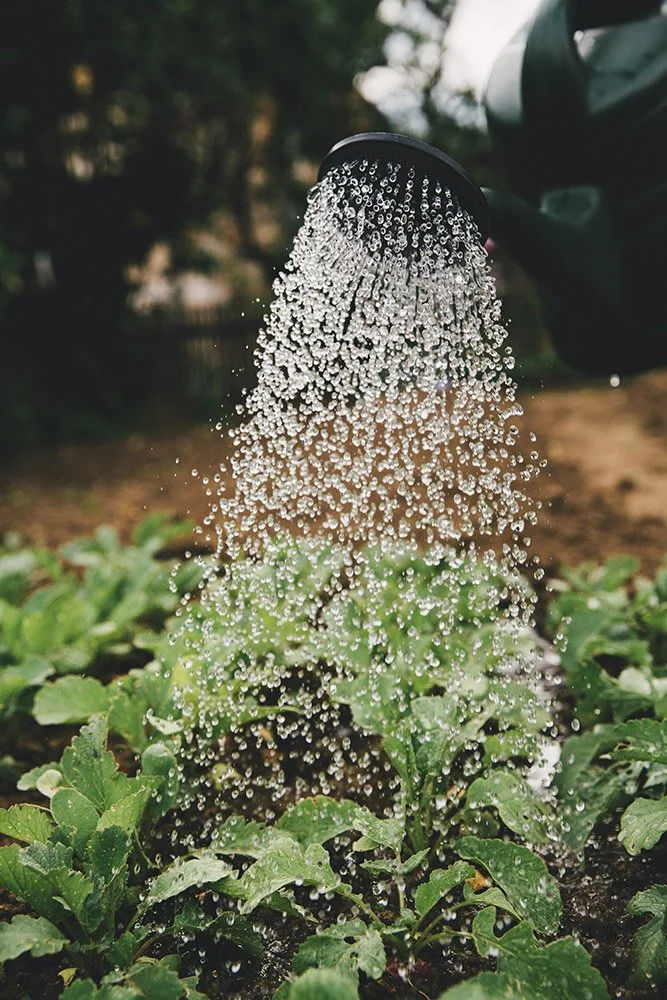 A garden hose with a showerhead attachment watering green plants in a garden.
