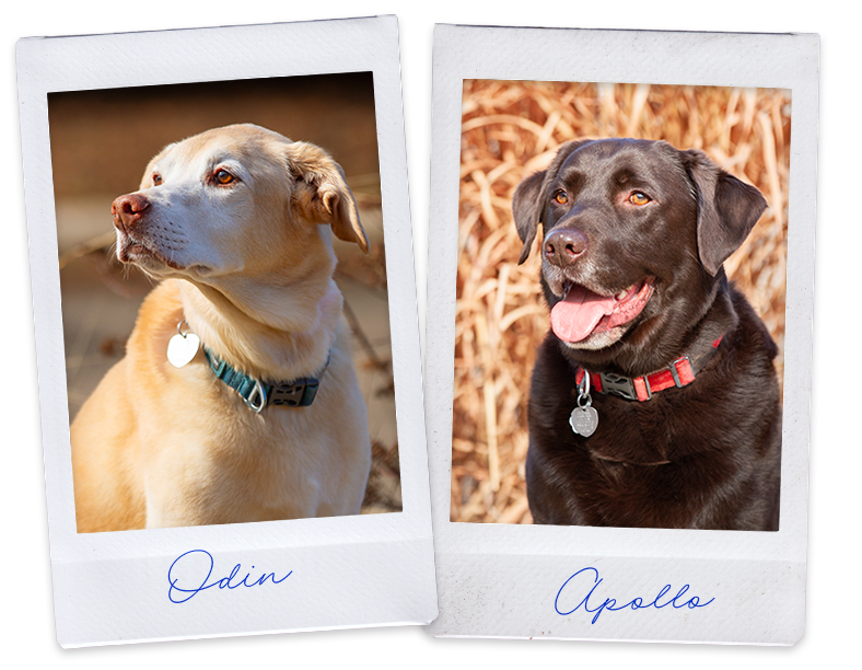 Two Polaroid photos of dogs, one labeled 'Odin' featuring a tan and white dog, the other labeled 'Apollo' featuring a black dog with brown eyes, both wearing collars, with outdoor backgrounds.