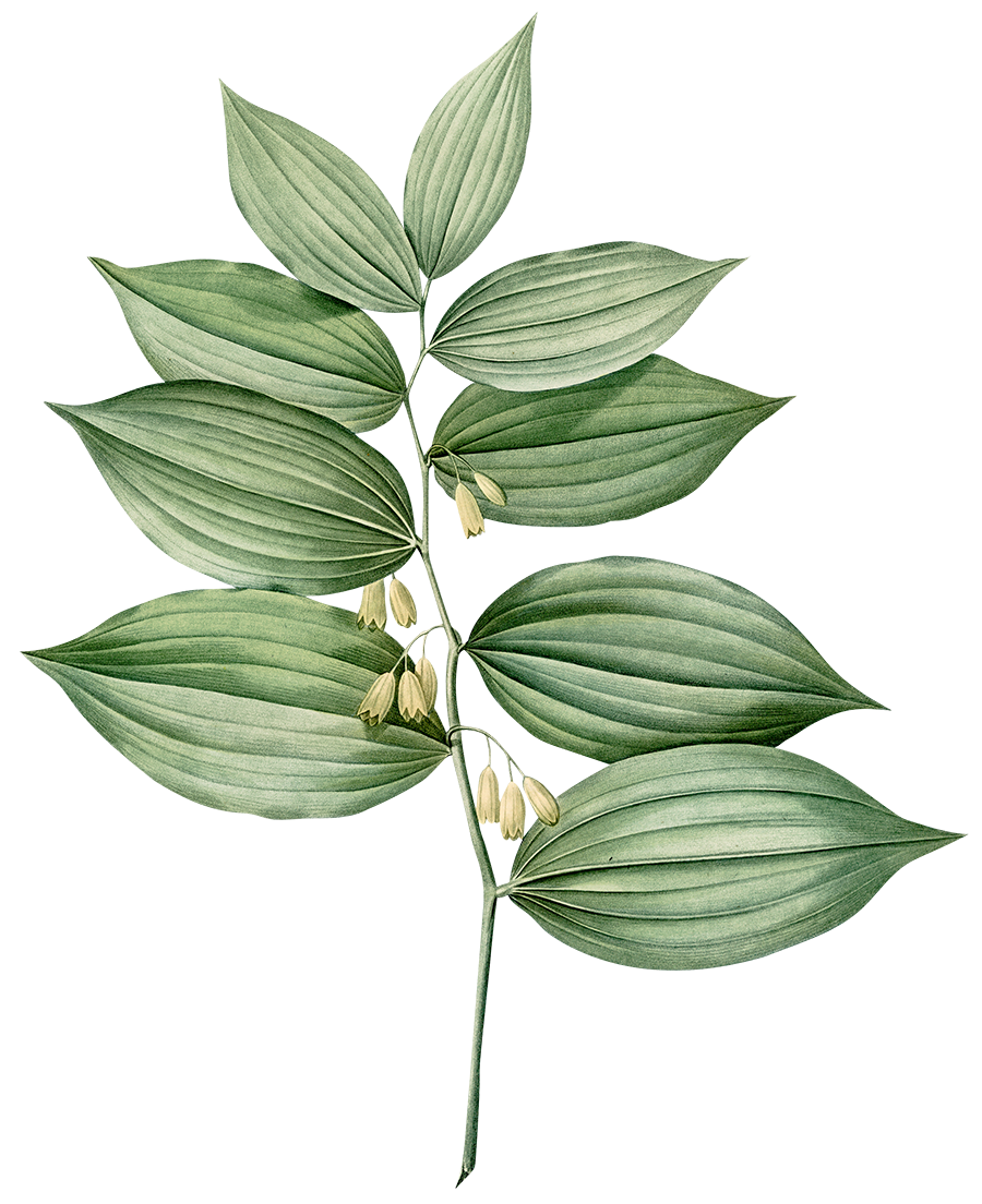 Illustration of a green leafy plant with light yellow flowers