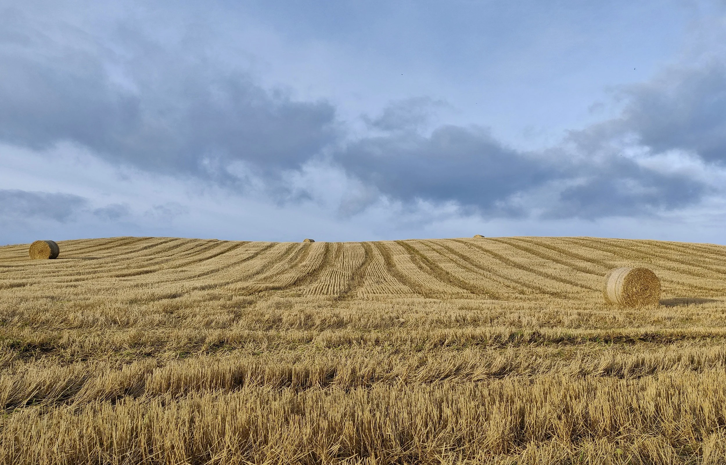 A field of crops with hay bales scattered across it, under a partly cloudy sky.