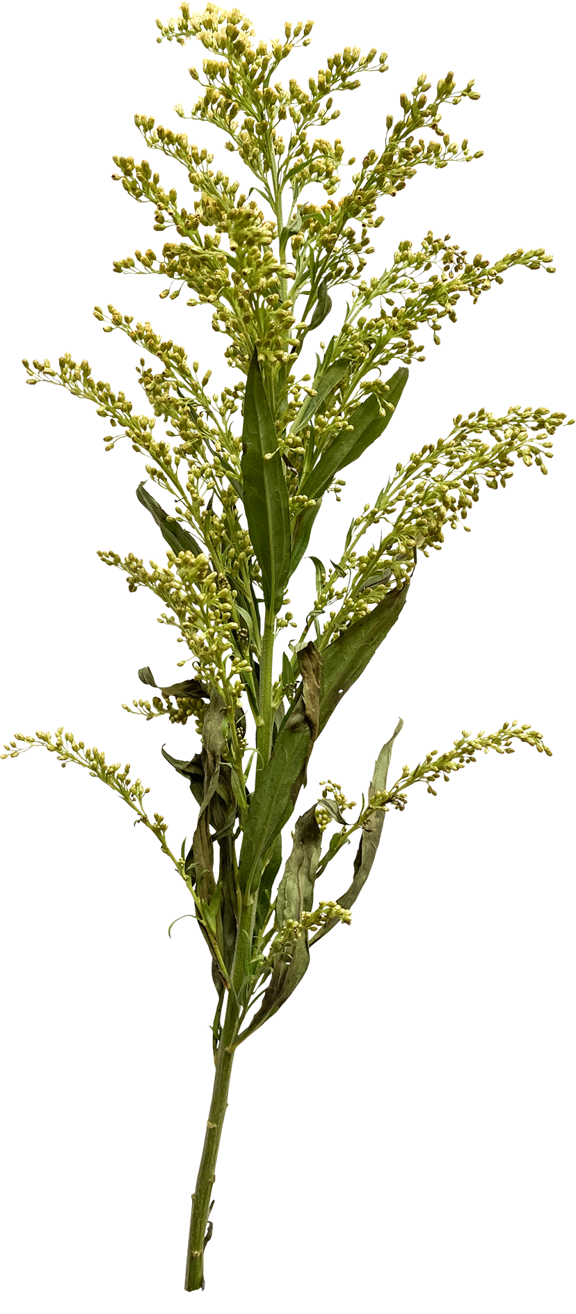 A tall plant with green leaves and numerous small yellow flowers clustered on long spiky stems.