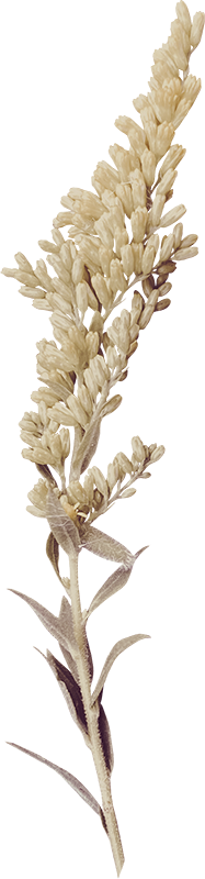 A close-up of a dried beige wheat or grass stalk with a dense, fluffy seed head.
