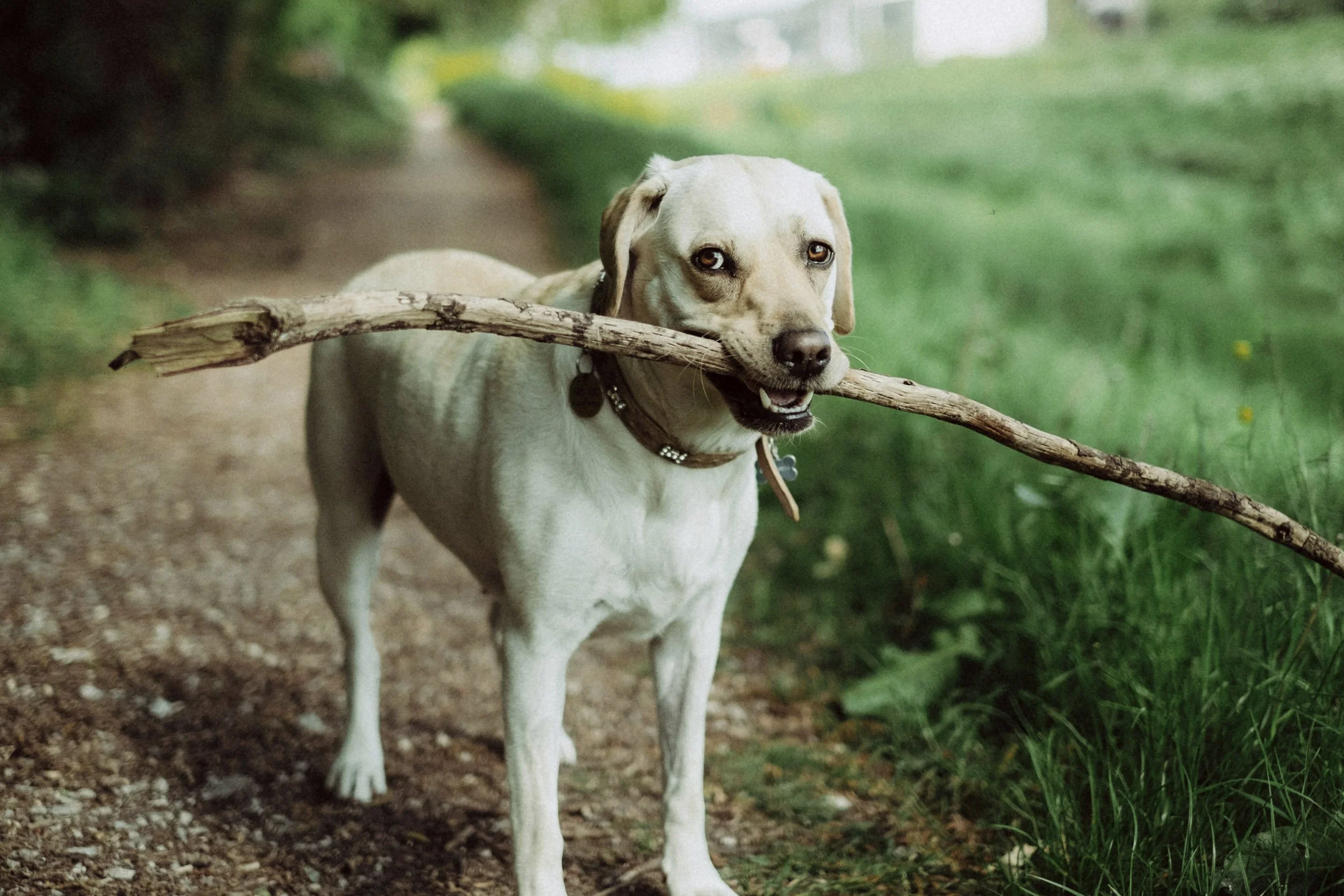 A dog carrying a stick in its mouth on a dirt trail surrounded by green foliage.