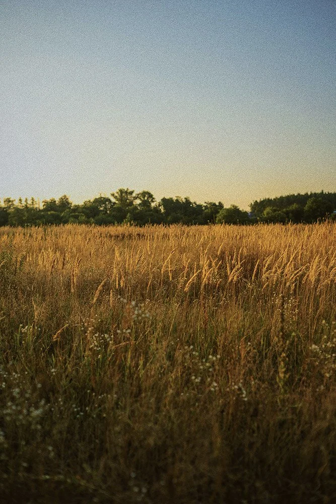 A field of tall golden grass with a line of trees in the background under a clear sky at sunset.