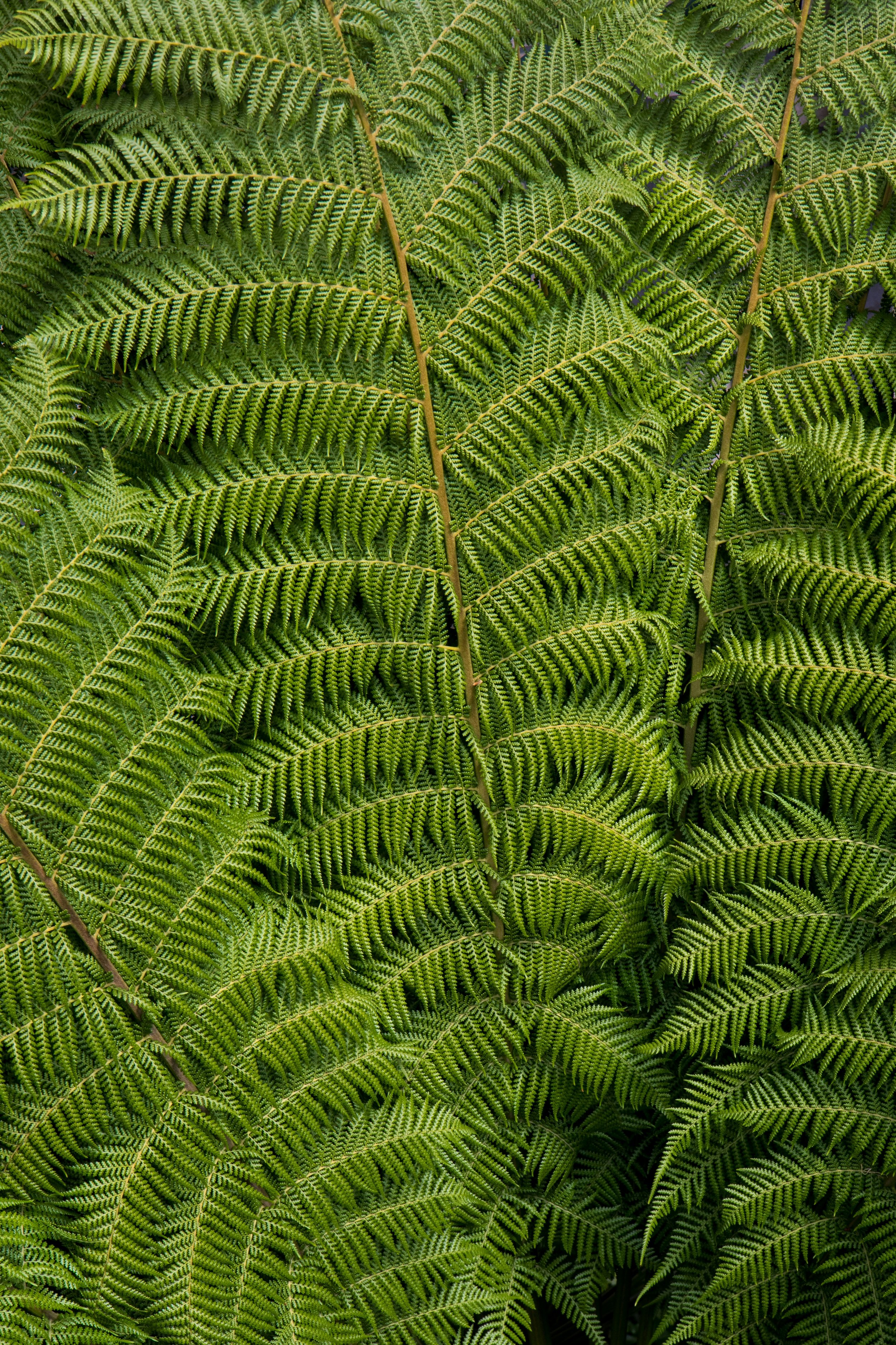 Close-up of lush green fern leaves with detailed fronds and intricate leaf structure.
