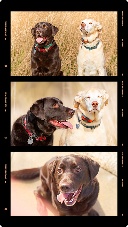 Three dogs in different outdoor settings. The top photo features a dark brown Labrador Retriever and a cream-colored Labrador in a field of tall grass. The middle photo shows the same dogs, with the dark brown Labrador looking at the cream-colored one, outdoors in a field. The bottom photo is a close-up of the dark brown Labrador, with a blurred outdoor background.