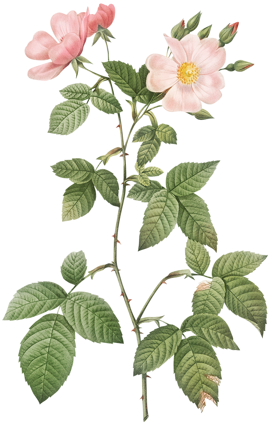 A botanical illustration of a wild rose plant with pink flowers and green leaves.