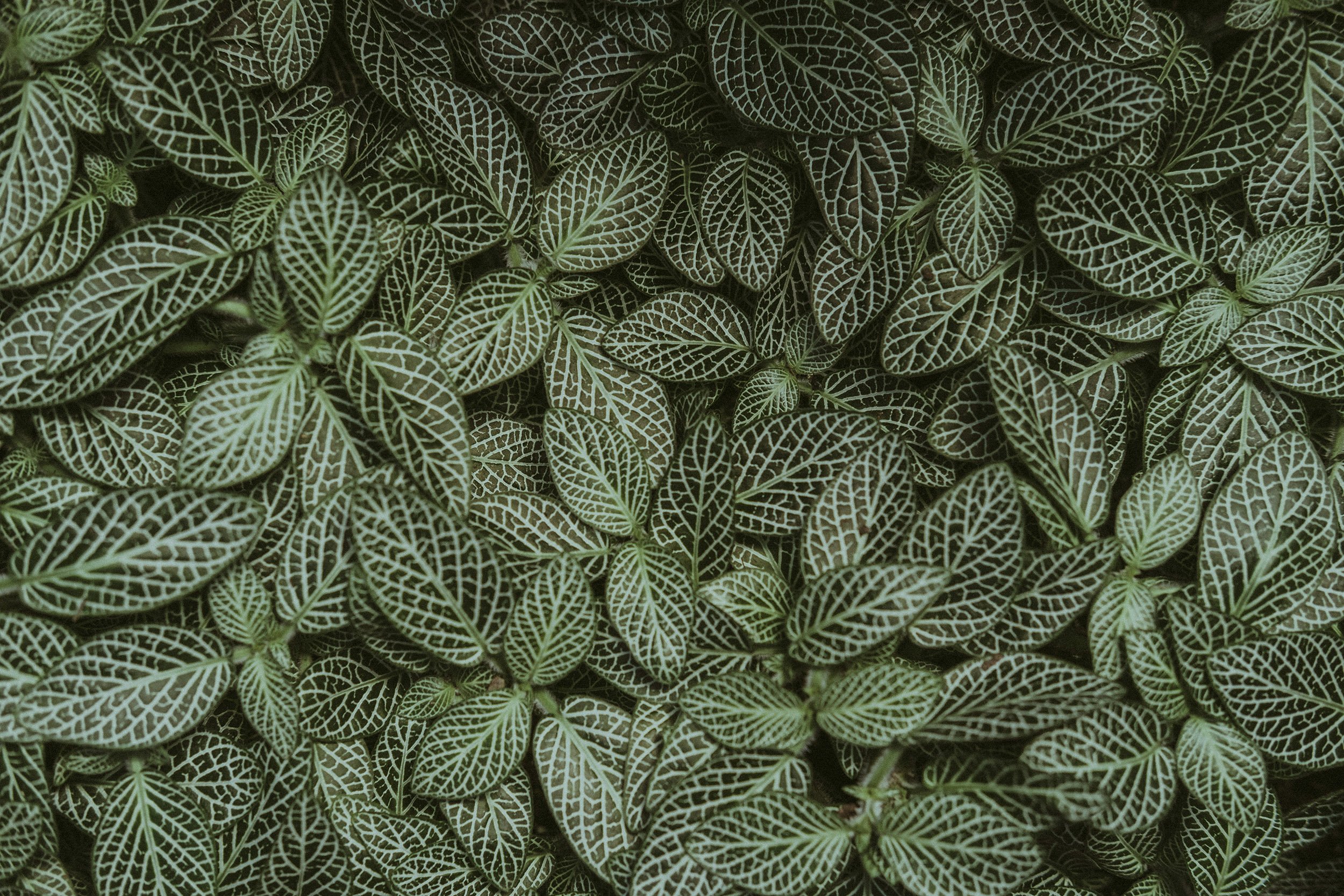 Close-up of green leaves with white veined patterns.