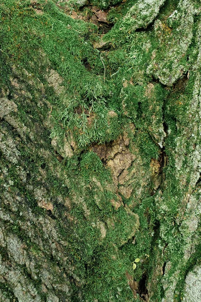 Close-up of tree bark covered with green moss and small plants.