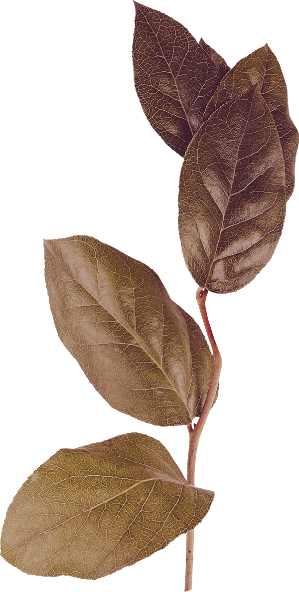 Three dried brown leaves on a reddish stem.