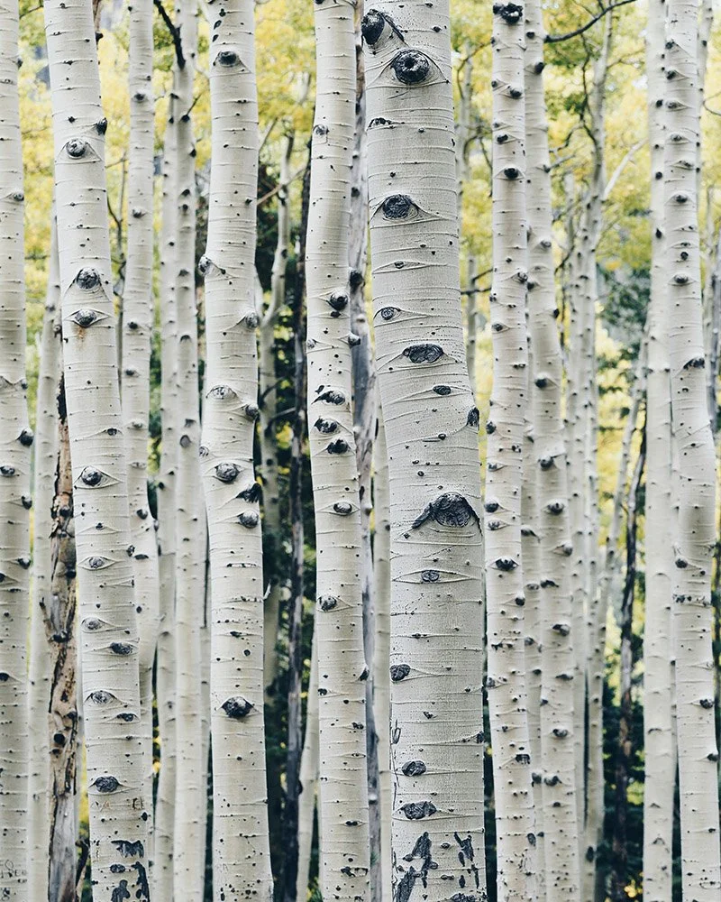 Close-up of numerous white birch tree trunks with black knots and markings, set in a forest with yellow and green foliage in the background.