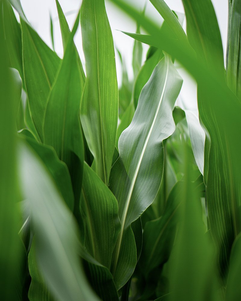 Close-up of green corn plants with tall, broad leaves.