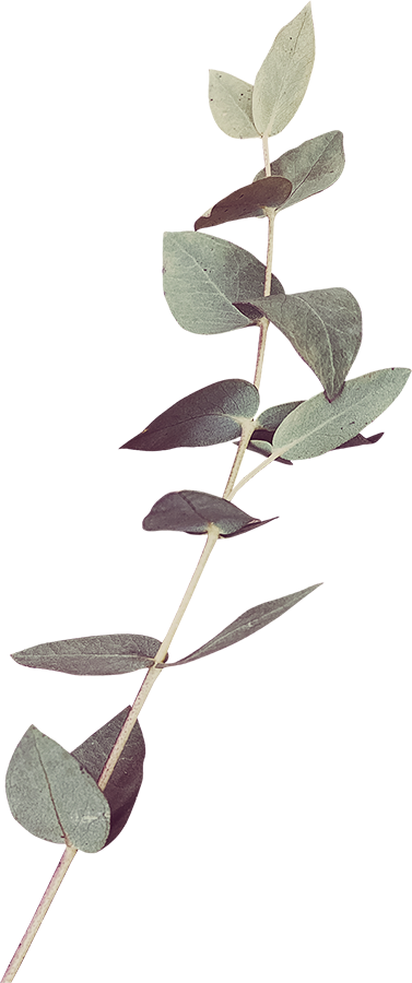 A sprig of eucalyptus with multiple greenish-gray leaves against a plain white background.