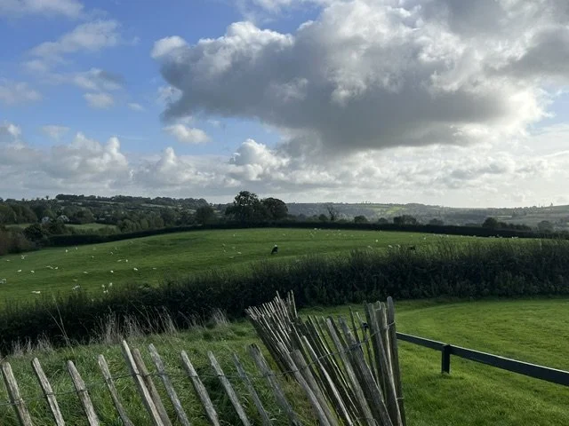 A lush green field with grazing sheep under a partly cloudy sky, bordered by a weathered wooden fence.