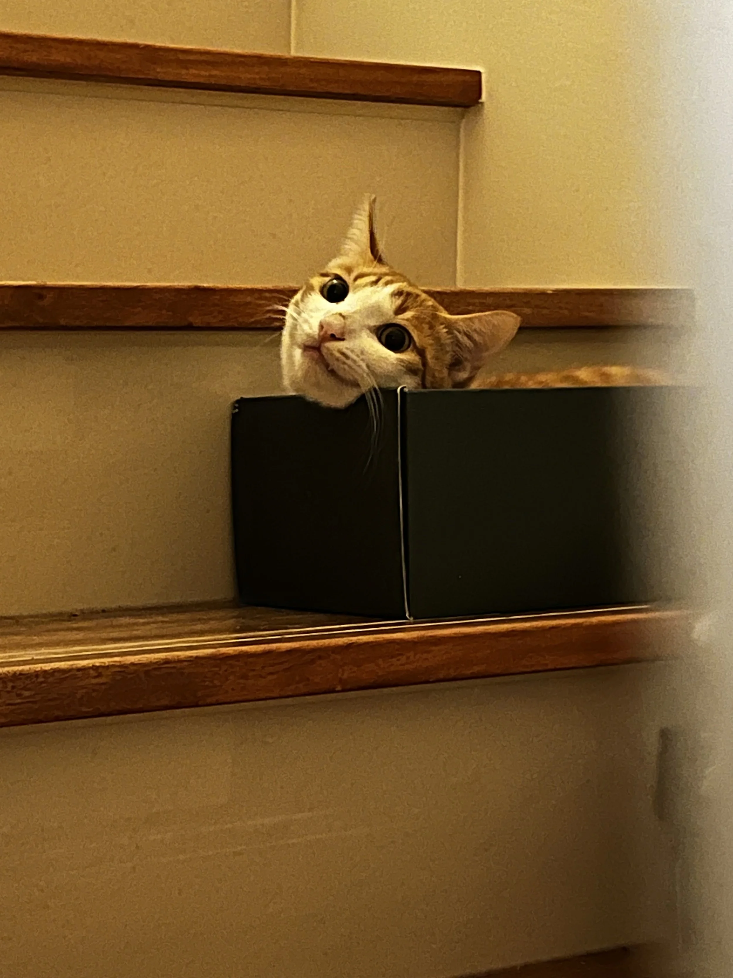 A curious orange and white tabby cat peeking over the edge of a black box on a wooden staircase, looking at the camera with wide eyes.