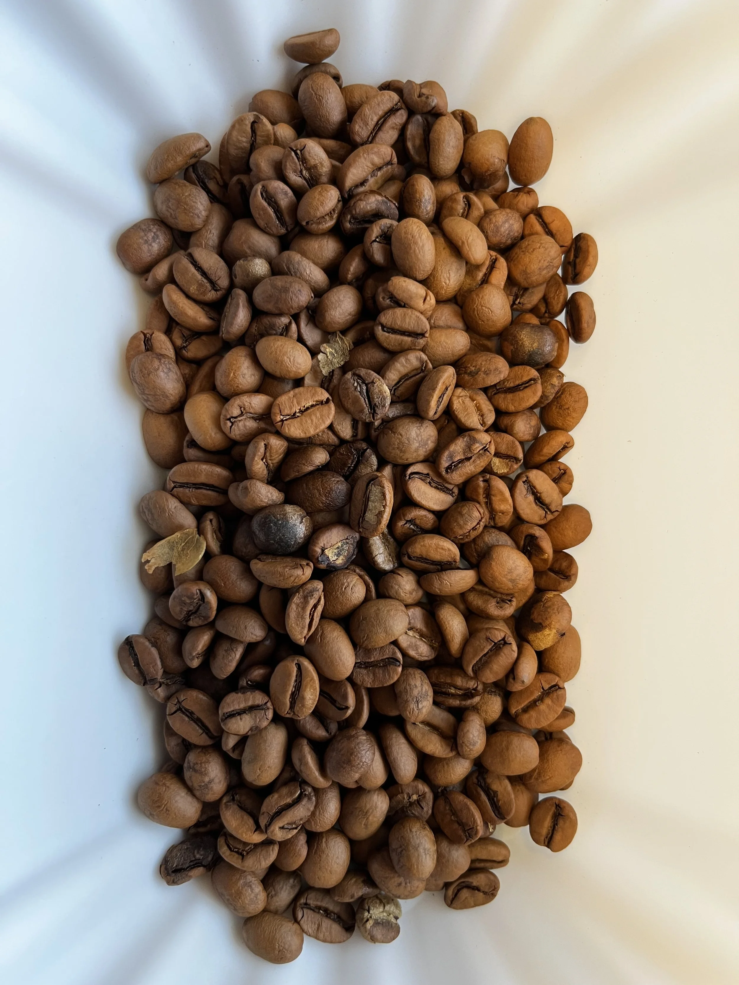 A white tray filled with lightly roasted coffee beans.