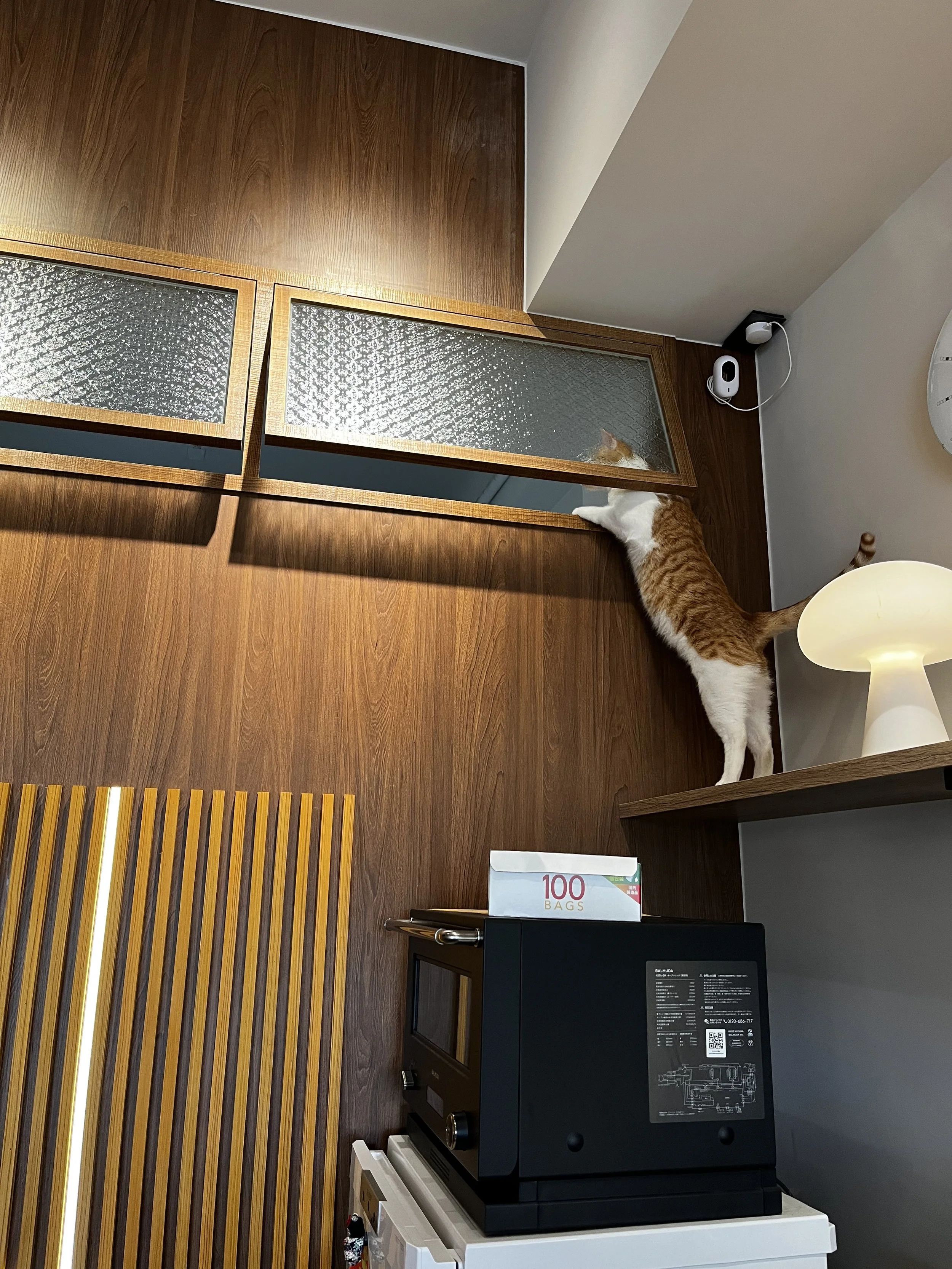 An orange and white cat with one paw on a textured glass door, standing on a wooden shelf next to a white lamp, in a room with wooden paneling and electronic devices.