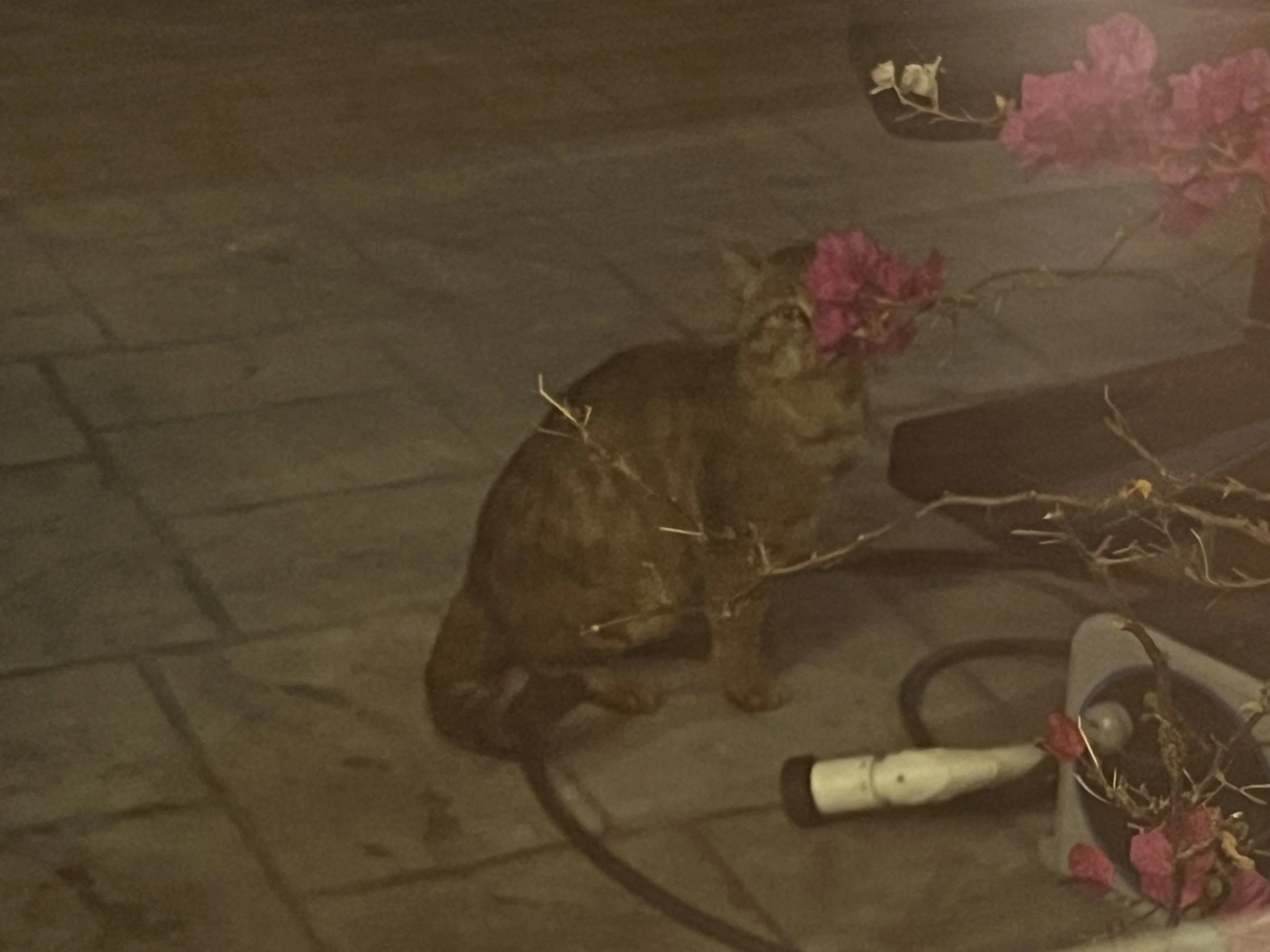 A cat sitting on a stone patio near some pink flowers and a vacuum cleaner.