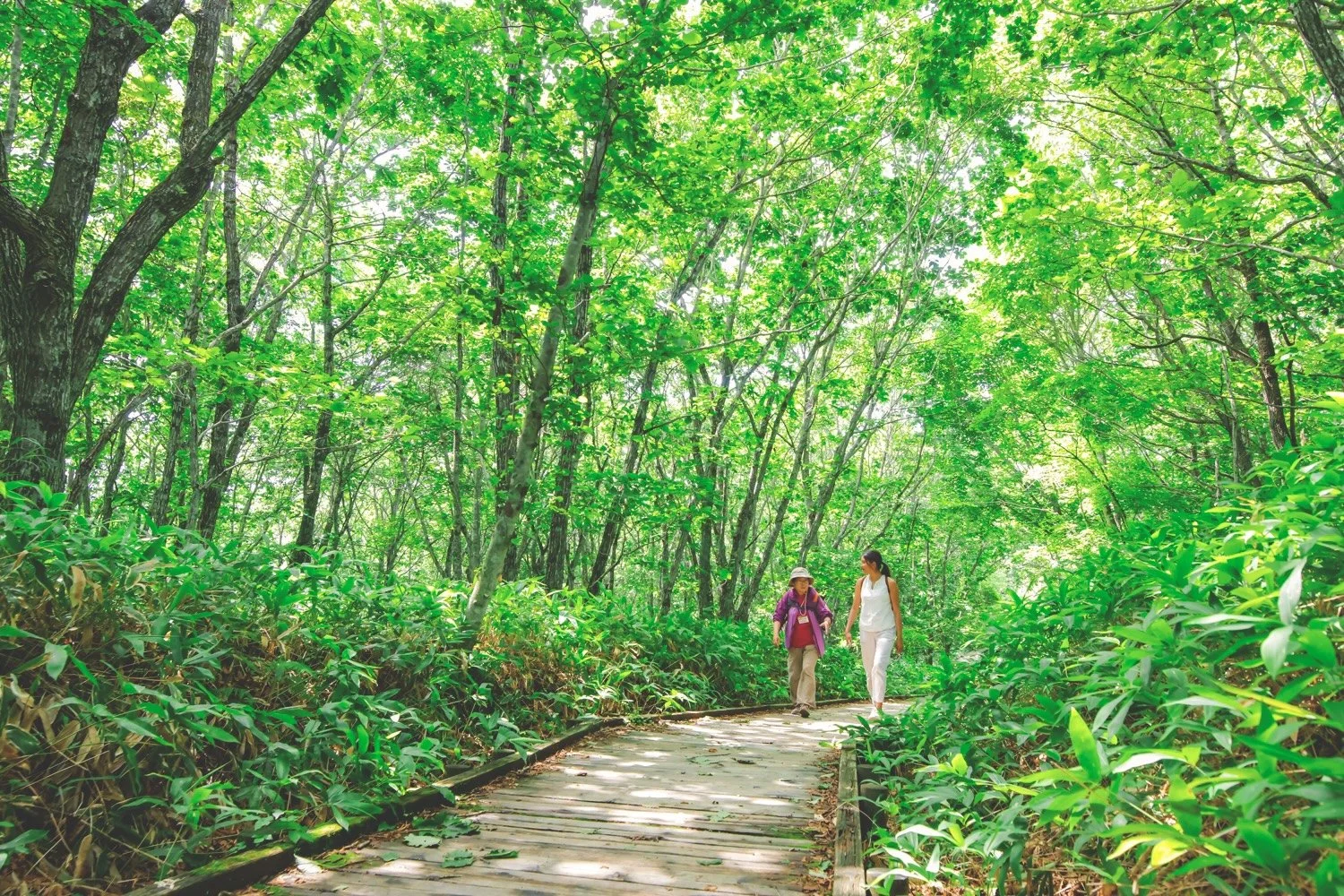 Two women walking on a wooden path through a lush green forest.