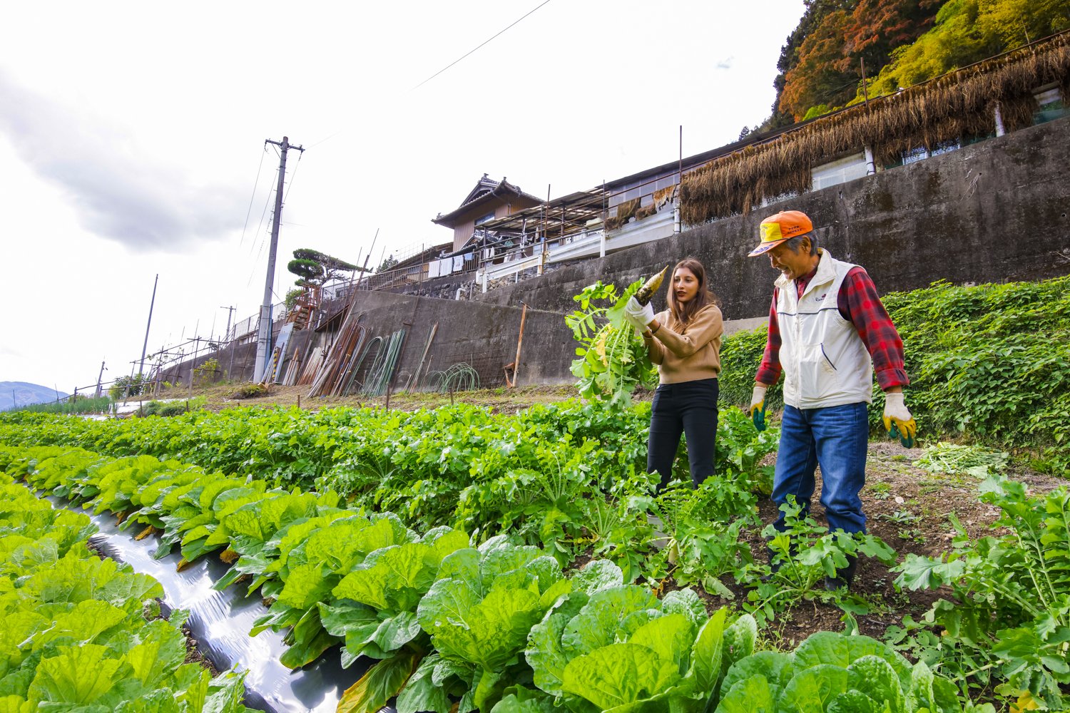 Two people harvesting vegetables in a lush green farm with a hillside and houses in the background.