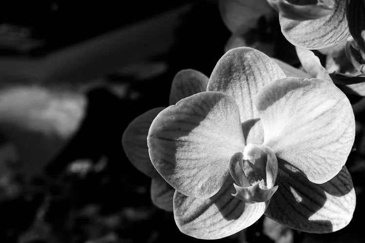 orchid1_small.jpg
