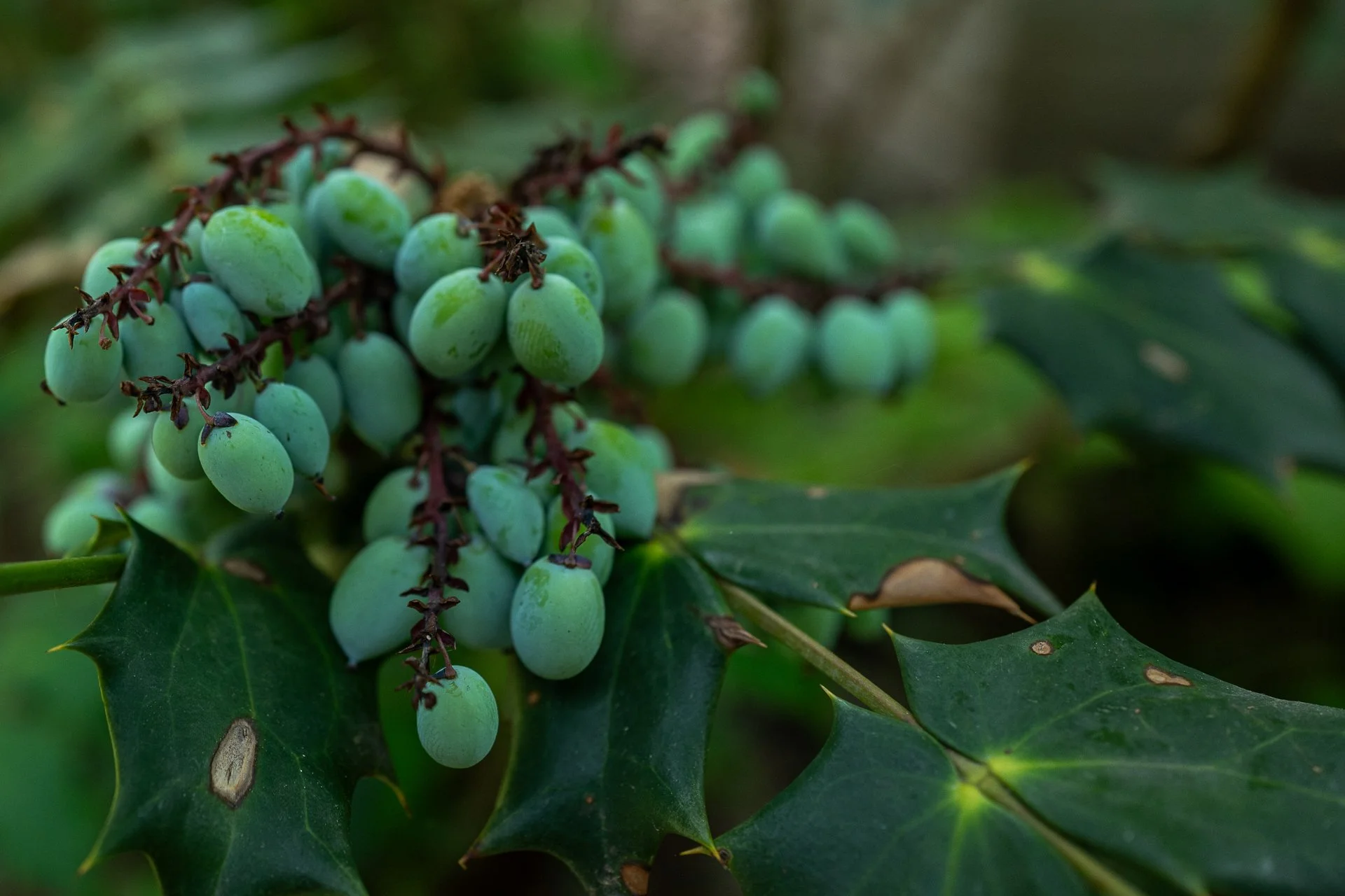greenburst-1.jpg
