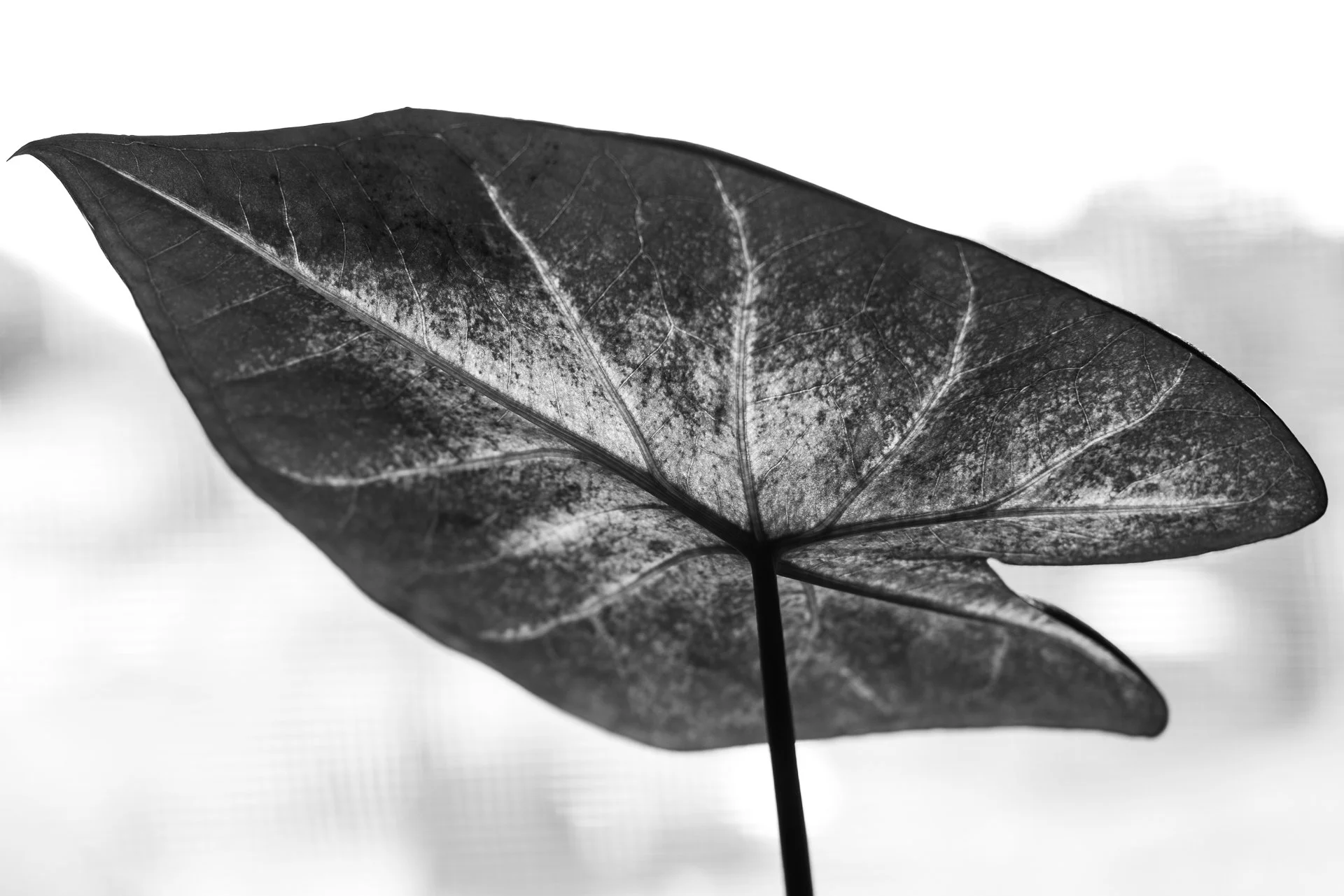 calathea-1.jpg