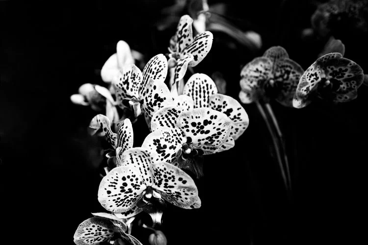orchid6_small.jpg