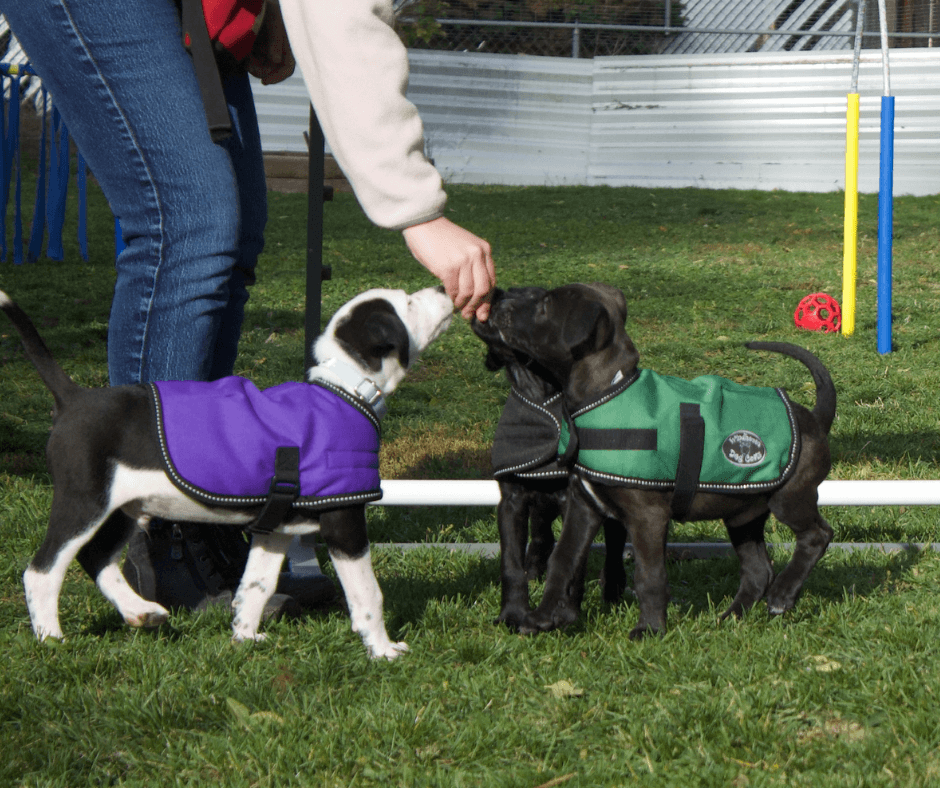 Three puppies in jackets getting a treat during a training session