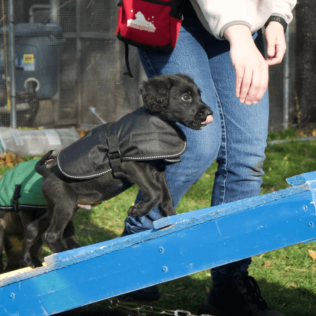 Black puppy wearing coat and following a treat up an agility a-frame ramp
