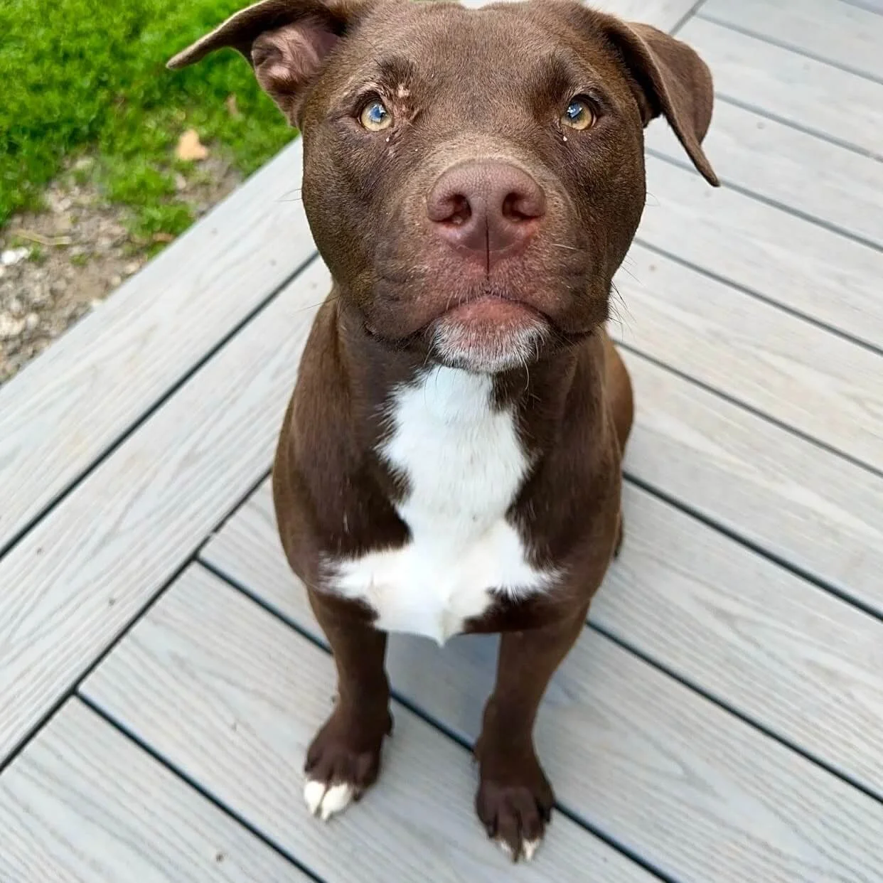 Brown and white pitbull mix dog