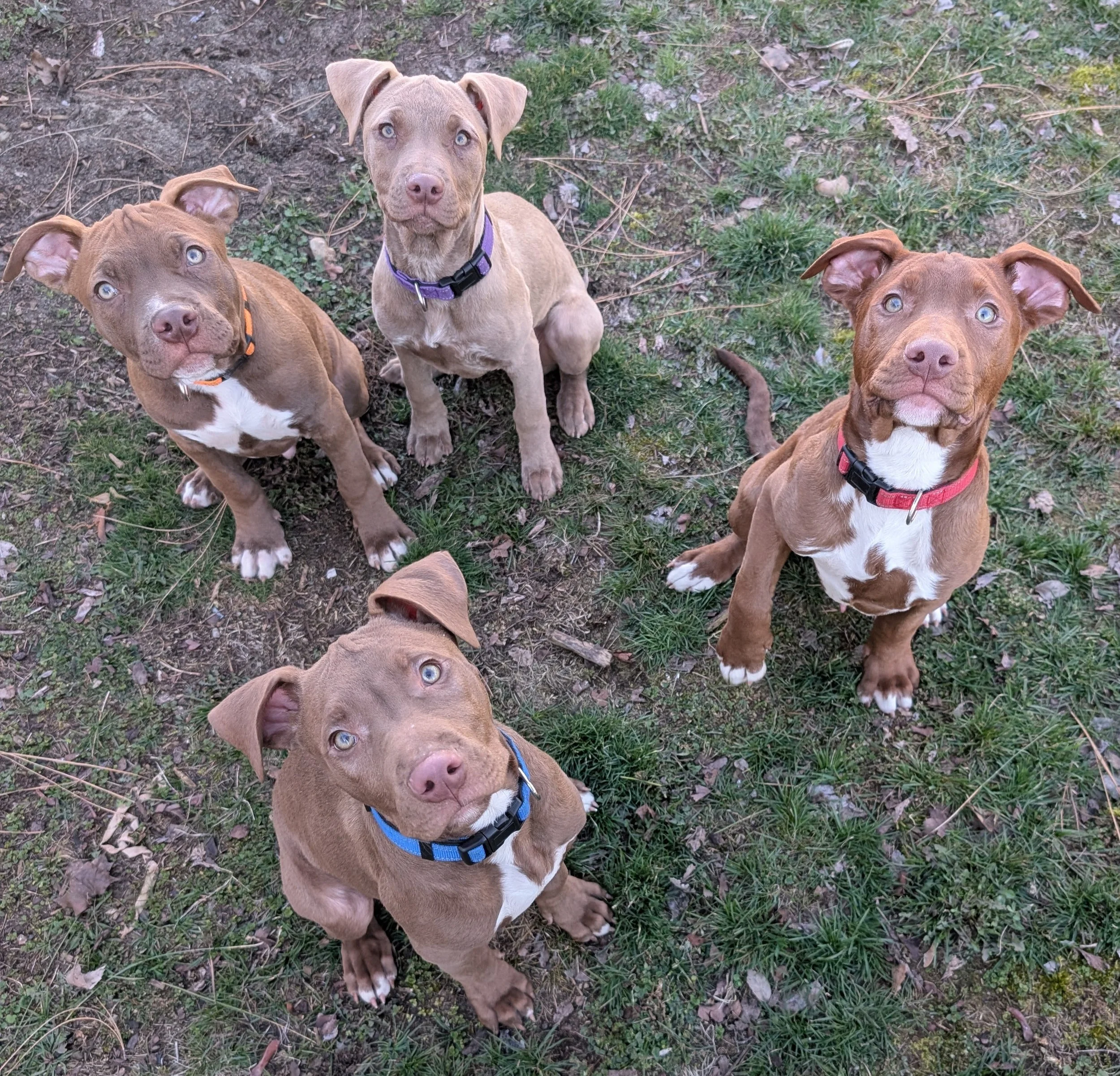 Foster 1-2 puppies / dogs or a whole litter of puppies