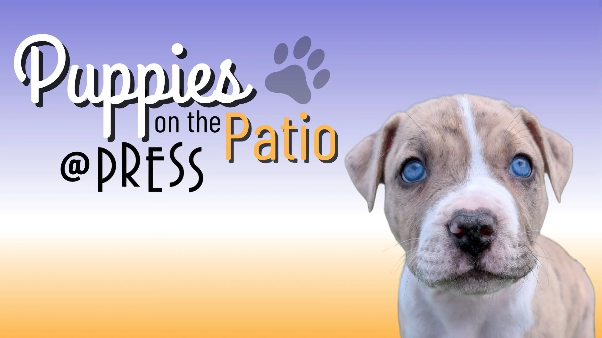 Puppies on the Patio at Press