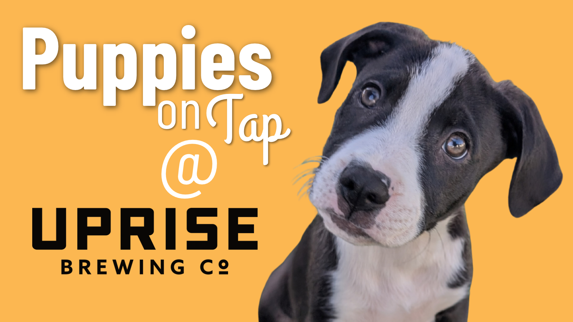 Puppies on Tap at Uprise Brewing