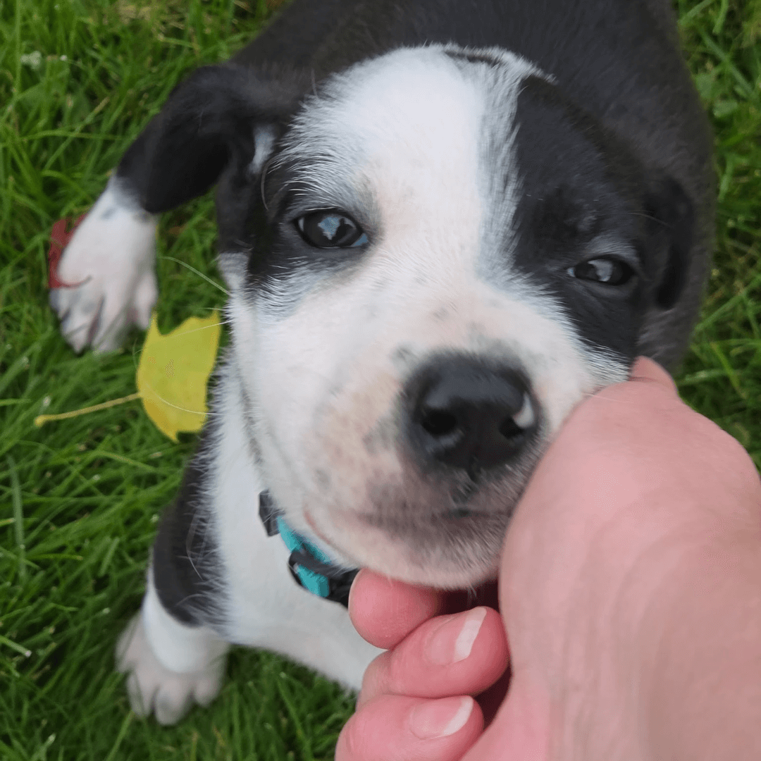 Small black and white puppy getting pets after a fun training session