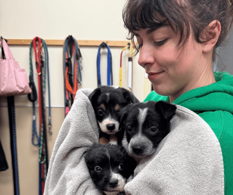 girl holding 3 puppies in a towell