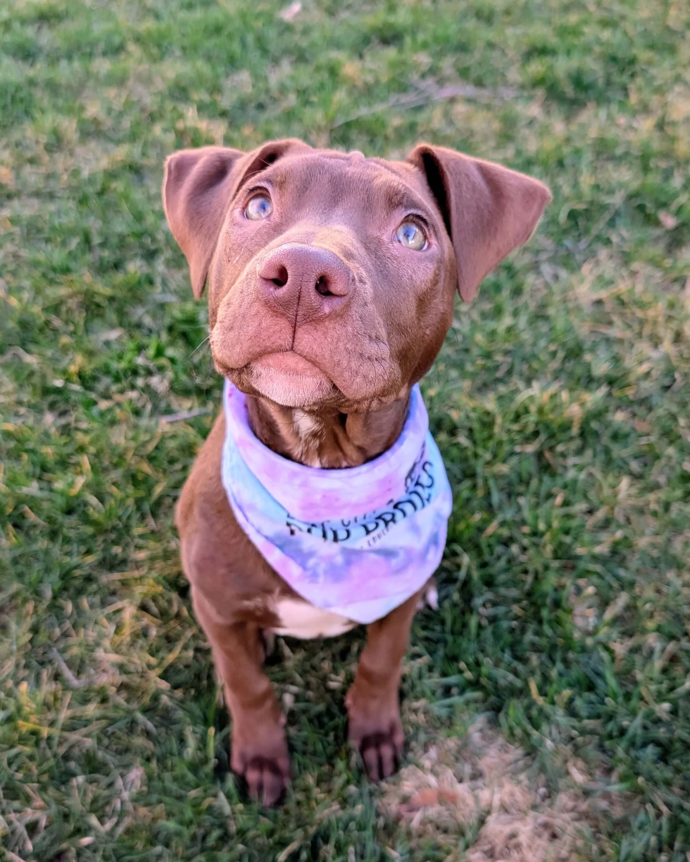 Help Rescue Puppies in Spokane, WA